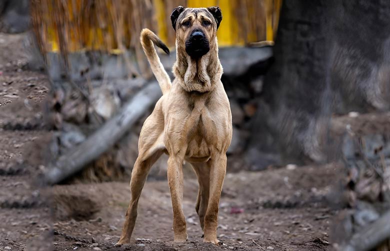 سگ سرابی چیست؟ | معرفی انواع نژاد سگ سرآبی بزرگ